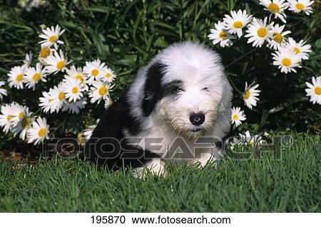 old english sheepdog puppy lying in grass with daisies View Large Photo Image Stock Image - old english sheepdog puppy lying in grass with daisies. Fotosearch