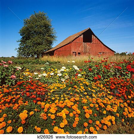 old red barn with marigolds blooming in the summer near harrisburg, illinois View Large Photo Image Stock Photograph - old red barn with marigolds blooming in the summer near harrisburg, illinois. Fotosearch