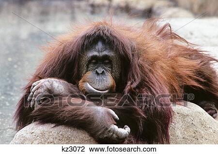 orangutan pongo pygmaeus indonesia View Large Photo Image Stock Image - orangutan pongo pygmaeus indonesia. Fotosearch