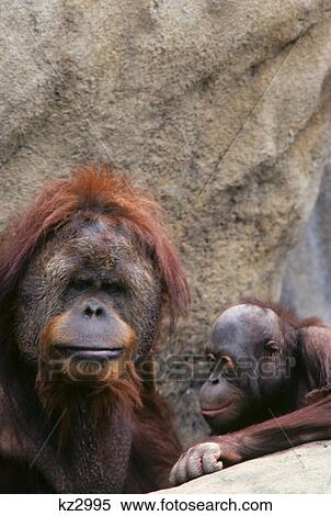 orangutans pongo pygmaeus indonesia View Large Photo Image Stock Photography - orangutans pongo pygmaeus indonesia. Fotosearch