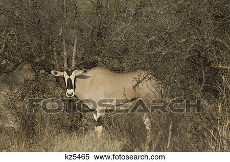 oryx peering out from thorny brush samburu national reserve kenya africa View Large Photo Image Stock Photography - oryx peering out from thorny brush samburu national reserve kenya africa. Fotosearch