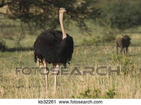 ostrich standing in tarangire national park tanzania africa View Large Photo Image Stock Image - ostrich standing in tarangire national park tanzania africa. Fotosearch