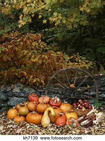 outdoor still life autumn harvest fruits vegetables wagon wheel stone fence View Large Photo Image Stock Photo - outdoor still life autumn harvest fruits vegetables wagon wheel stone fence. Fotosearch