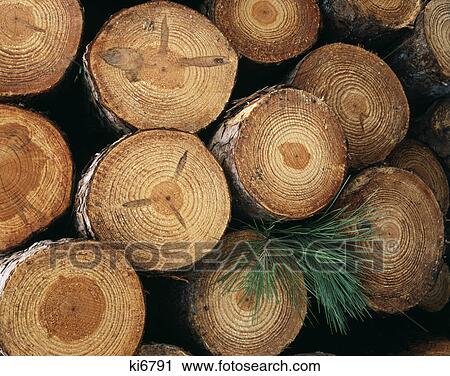 overall pattern of cut tree trunks pine wood View Large Photo Image Stock Image - overall pattern of cut tree trunks pine wood. Fotosearch