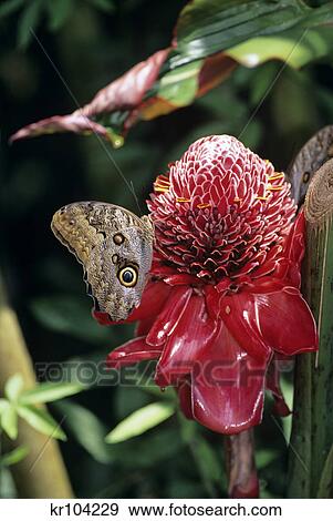 owl butterfly and torch ginger caligo idomeneus costa rica View Large Photo Image Stock Photo - owl butterfly and torch ginger caligo idomeneus costa rica. Fotosearch