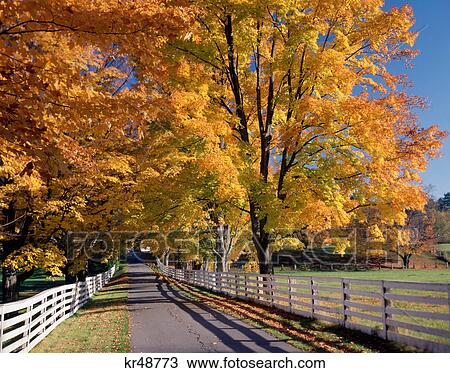 oxford, nh white fence along tree lined country road in autumn View Large Photo Image Stock Image - oxford, nh white fence along tree lined country road in autumn. Fotosearch