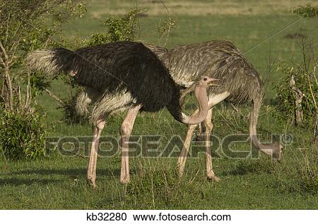 Stock Image - pair of african ostriches male and female masai mara national reserve kenya africa. Fotosearch