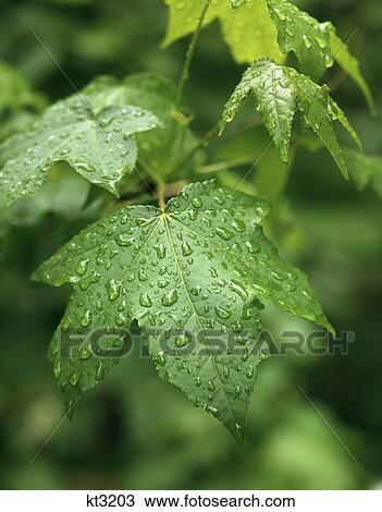 Stock Image - palmate sweet gum leaves and dew. Fotosearch
