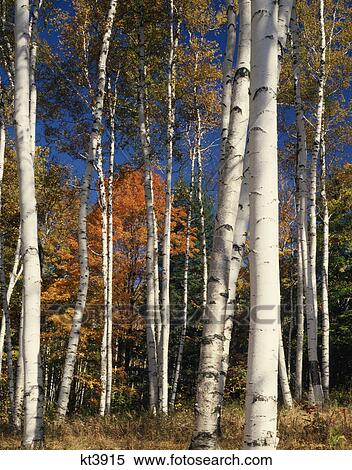 paper birch grove weathersfield center, vt View Large Photo Image Stock Photography - paper birch grove weathersfield center, vt. Fotosearch