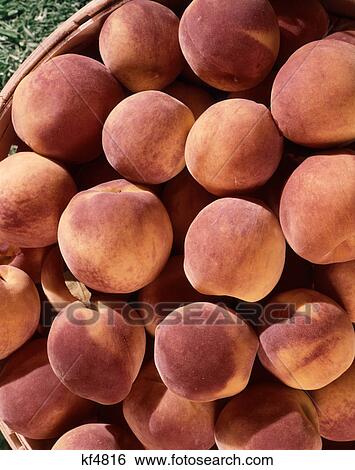 peaches in a basket View Large Photo Image Stock Photograph - peaches in a basket. Fotosearch