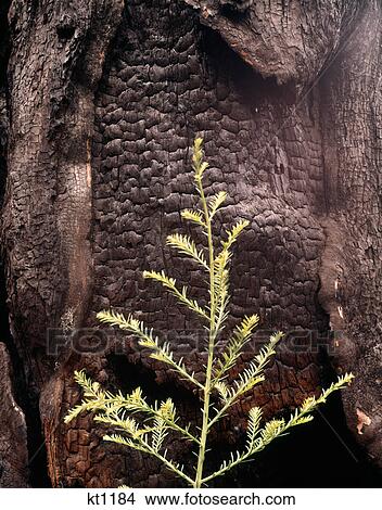 Picture - pine seedling in front of charred tree. Fotosearch