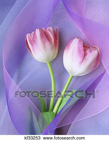 pink and white tulips and purple ribbon View Large Photo Image Stock Image - pink and white tulips and purple ribbon. Fotosearch