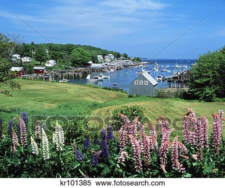 pink purple white lupines in new harbor, maine View Large Photo Image Stock Photography - pink purple white lupines in new harbor, maine. Fotosearch