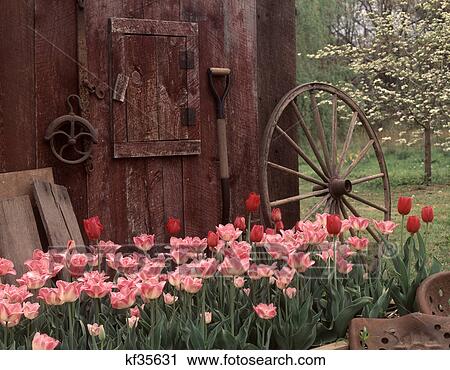 Stock Image - pink & red tulips beside weathered wooden barn. Fotosearch
