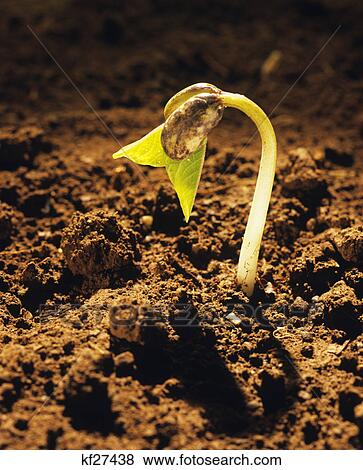 Stock Photo - pinto bean seedling. Fotosearch