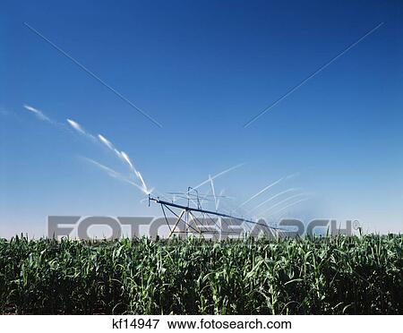 pivot irrigation - corn nebraska View Large Photo Image Stock Photo - pivot irrigation - corn nebraska. Fotosearch