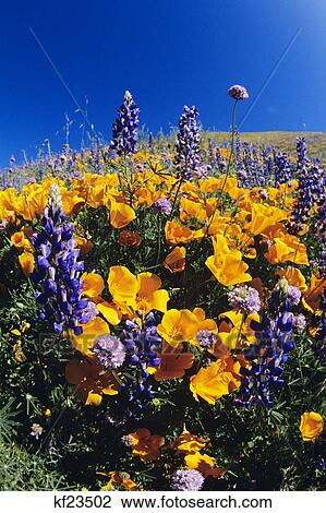 Stock Image - poppies and lupines gorman, ca. Fotosearch