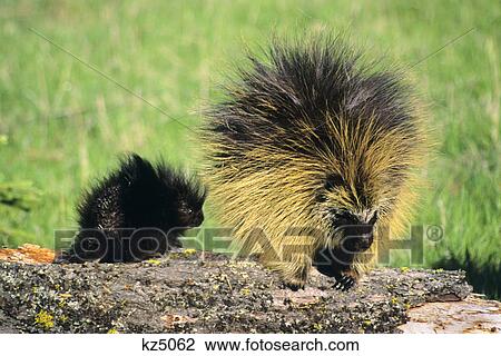 Stock Image - porcupine mother and young. Fotosearch