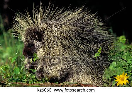 porcupine on log eating leaves erethizon dorsatum View Large Photo Image Stock Image - porcupine on log eating leaves erethizon dorsatum. Fotosearch