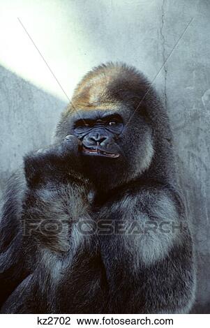 Stock Image - portrait of male gorilla gorilla gorilla. Fotosearch