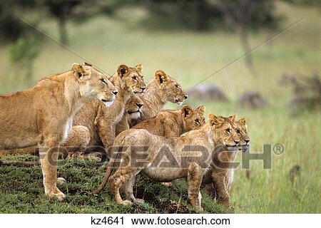 Stock Image - pride of lions panthera leo on grassy mound masai mara game reserve kenya, africa. Fotosearch