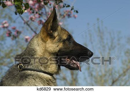 profile head german shepherd dog outdoor spring blossom in background View Large Photo Image Stock Photo - profile head german shepherd dog outdoor spring blossom in background. Fotosearch