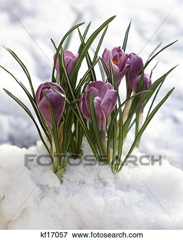 purple crocus bloom emerging from spring snow View Large Photo Image Stock Photo - purple crocus bloom emerging from spring snow. Fotosearch
