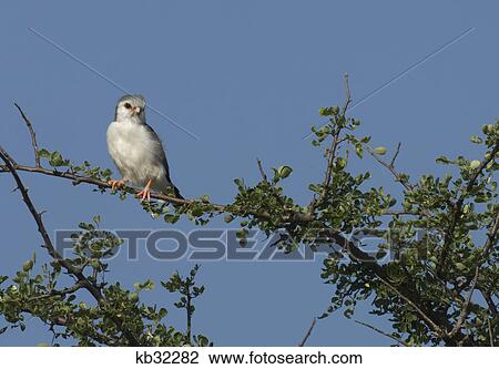 pygmy falcon on branch tarangire national park tanzania africa View Large Photo Image Stock Image - pygmy falcon on branch tarangire national park tanzania africa. Fotosearch