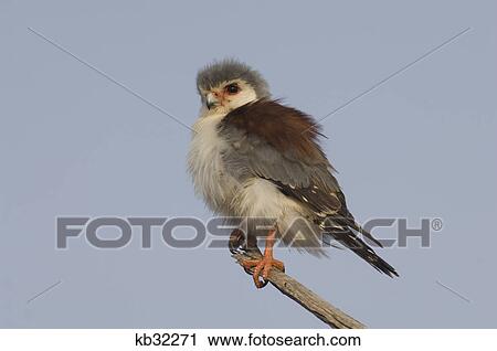 pygmy falcon samburu national reserve kenya africa View Large Photo Image Stock Image - pygmy falcon samburu national reserve kenya africa. Fotosearch