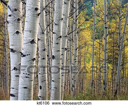 quaking aspen trunks, white river nat'l forest, near trappers lake garfield county, colorado View Large Photo Image Stock Photograph - quaking aspen trunks, white river nat'l forest, near trappers lake garfield county, colorado. Fotosearch