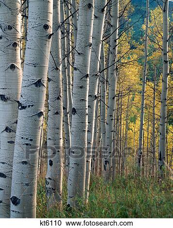 quaking aspen trunks, white river national forest, near trappers lake garfield county, colorado View Large Photo Image Stock Image - quaking aspen trunks, white river national forest, near trappers lake garfield county, colorado. Fotosearch