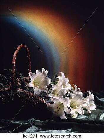 rainbow and basket of easter lilies View Large Photo Image Stock Image - rainbow and basket of easter lilies. Fotosearch
