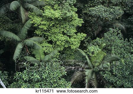 rainforest costa rica View Large Photo Image Stock Image - rainforest costa rica. Fotosearch