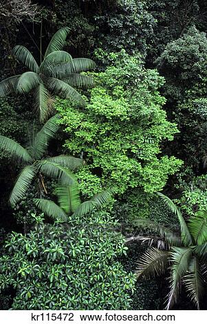 rainforest costa rica View Large Photo Image Stock Image - rainforest costa rica. Fotosearch
