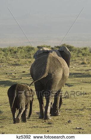 Stock Image - rear view of elephant cow and calf walking away ngorongoro crater tanzania africa. Fotosearch