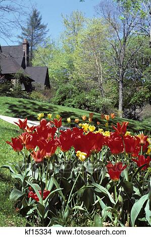 red and yellow spring tulips in yard with house in background View Large Photo Image Picture - red and yellow spring tulips in yard with house in background. Fotosearch