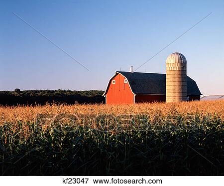 Red Barn Silo Cornfield In Evening Sun Delavan Wi Stock Photo