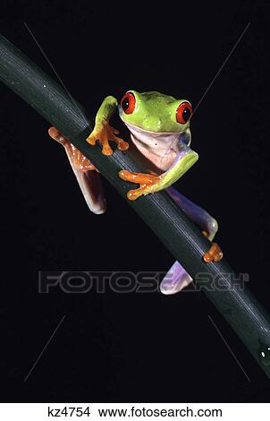 Picture - red-eyed tree frog agalychnis callidryas central america. Fotosearch