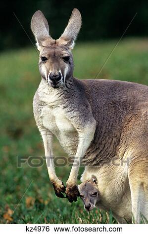 red kangaroo with baby peeking out of pouch macropus rufus View Large Photo Image Stock Photograph - red kangaroo with baby peeking out of pouch macropus rufus. Fotosearch