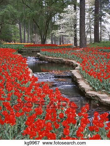 red tulips and brook in hodges gardens, many, la View Large Photo Image Stock Photo - red tulips and brook in hodges gardens, many, la. Fotosearch