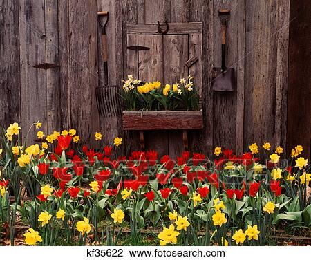 red tulips and yellow daffodils beside weathered wooden barn View Large Photo Image Stock Image - red tulips and yellow daffodils beside weathered wooden barn. Fotosearch