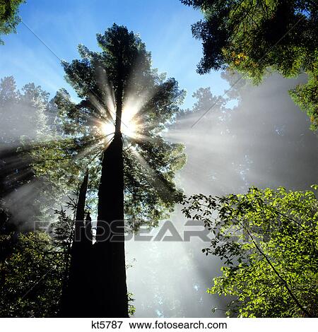 redwood forest n. california View Large Photo Image Stock Photo - redwood forest n. california. Fotosearch