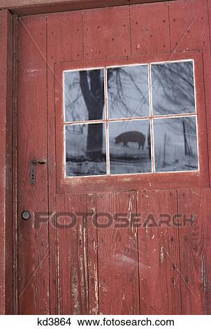 Reflection Of A Pig In A Barn Door Window Picture Kd3864