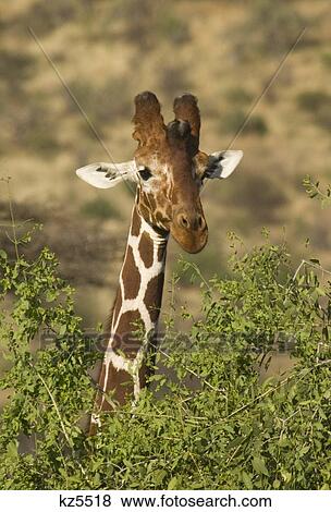 reticulated giraffe peeking through bush samburu national reserve kenya africa View Large Photo Image Stock Photo - reticulated giraffe peeking through bush samburu national reserve kenya africa. Fotosearch
