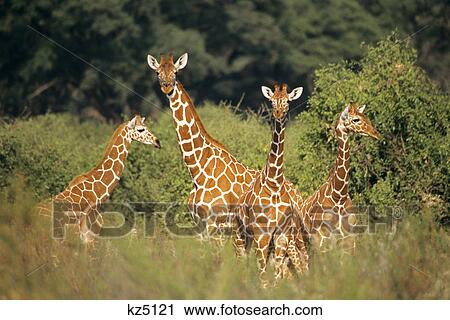 Stock Image - reticulated giraffes samburu game reserve kenya, africa. Fotosearch