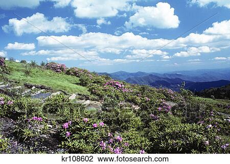 rhododendrons on roan mountain tennessee View Large Photo Image Stock Image - rhododendrons on roan mountain tennessee. Fotosearch