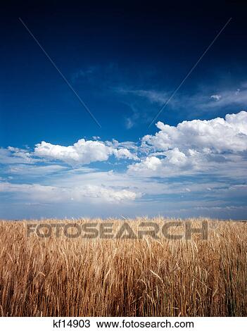 ripe wheat field against blue sky nebraska View Large Photo Image Stock Image - ripe wheat field against blue sky nebraska. Fotosearch