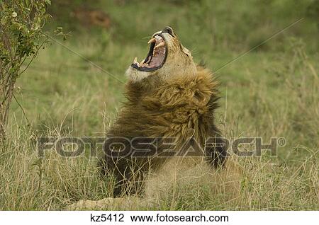 Stock Image - roaring or yawning lion masai mara national reserve kenya africa. Fotosearch