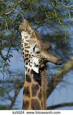 Picture - rothschild giraffe browsing in tree branches with tongue extended lake nakuru national park kenya africa. Fotosearch