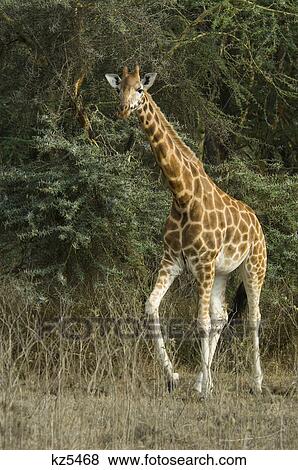 Stock Photo - rothschild giraffe lake nakuru national park kenya africa. Fotosearch
